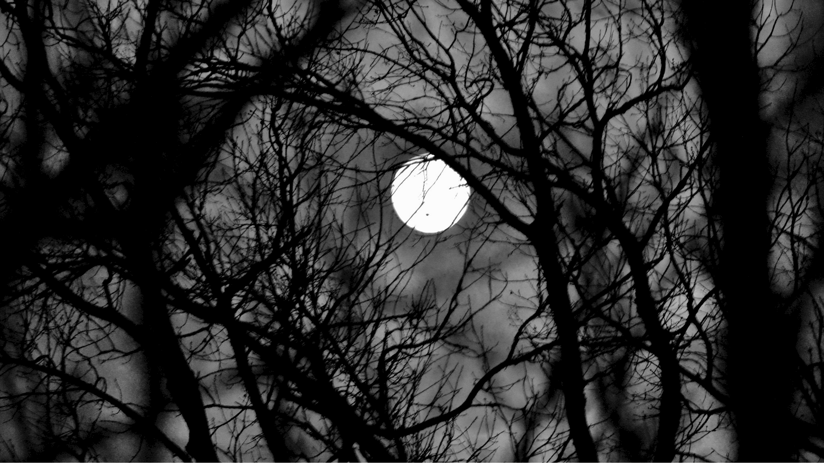 A bright full moon glows behind bare, black tree branches in a stark monochrome night scene.